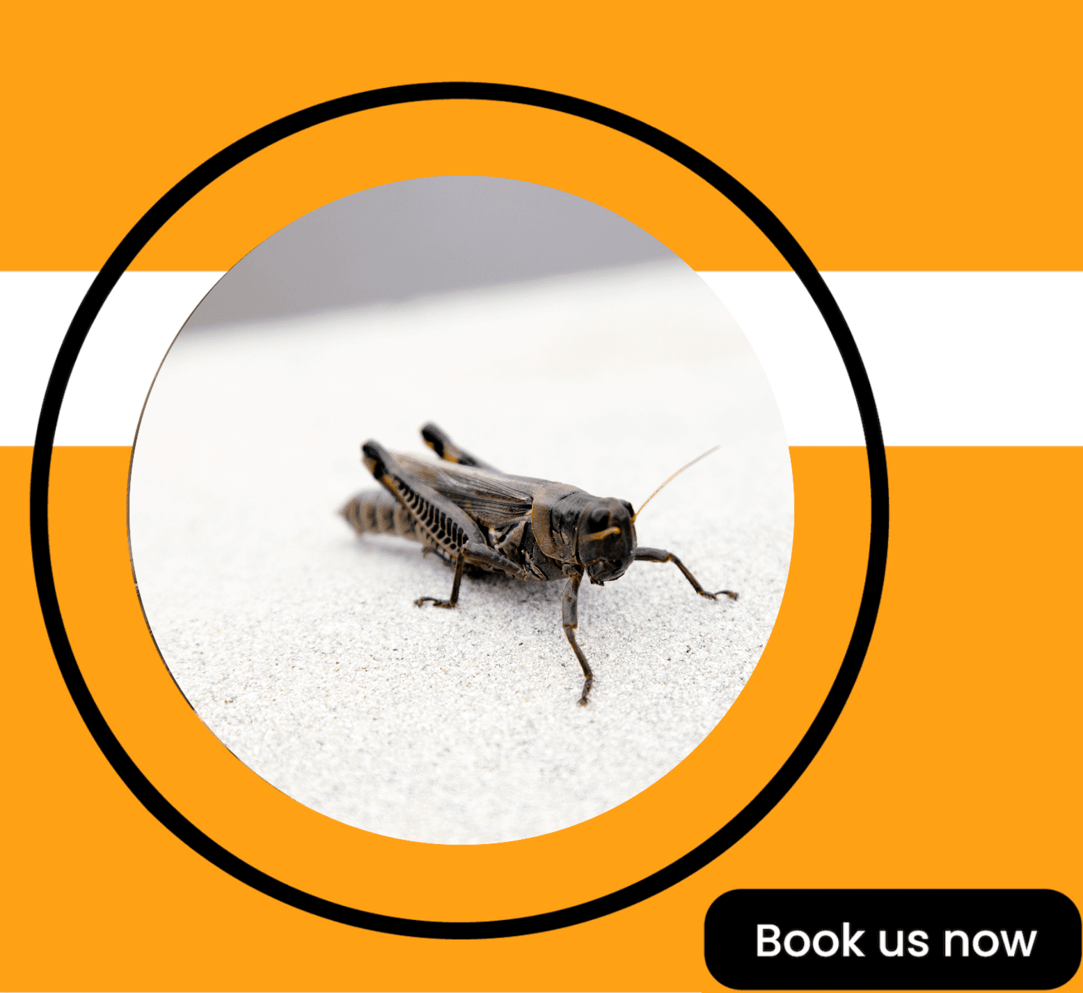 Get'm pest control Get'm pest control